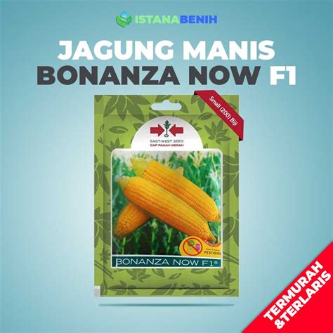 Artikel: Benih Jagung Manis Bonanza F1, Produktivitas Tinggi dan Hasil Maksimal