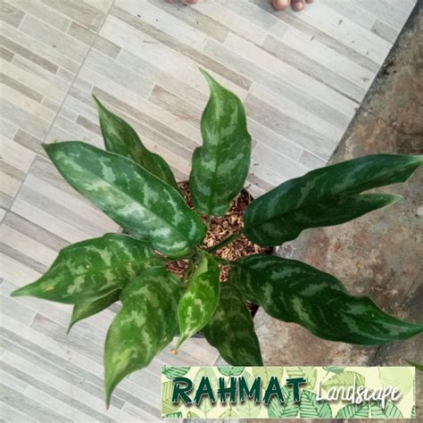 Aglaonema: Tanaman Keberuntungan yang Elegan dan Akan Menghidupkan Ruangan Anda