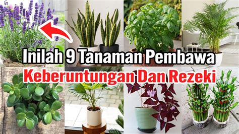 11. Lidah Mertua: Tanaman Pembawa Rezeki yang Ideal untuk Pekarangan