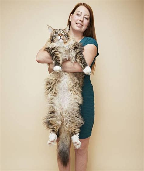 Introducing Ludo: The Gigantic Maine Coon Feline That’s Three Times the Average Size