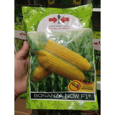 Jagung Manis Bonanza F1: Produktif dan Murah