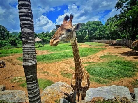 Kedayan di Bonanza Exotic Zoo Khao Yai: Mengunjungi Penuh dengan Hewan Langka