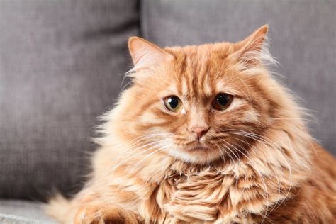 Kesehatan dan Pengalaman Membesarkan Kucing dengan Bulu Panjang