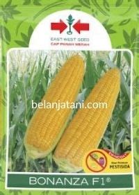 Jual Jagung Manis Bonanza Terlengkap – Tokopedia