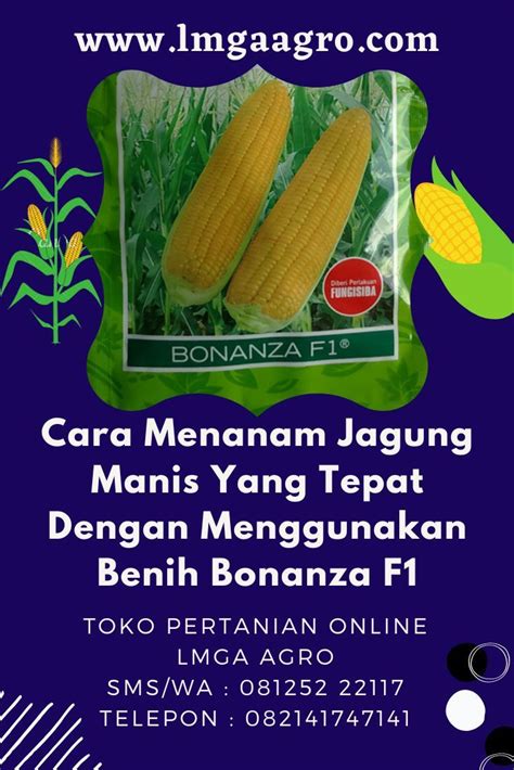 Pengaruh Varietas Jagung Bonanza F1 Terhadap Pertumbuhan dan Hasil Tanaman