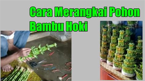 Menanam dan Merawat Tanaman Bambu Rezeki