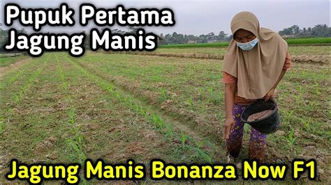 Penggunaan Fungisida dan Insektisida dalam Penyakit Tanaman Jagung