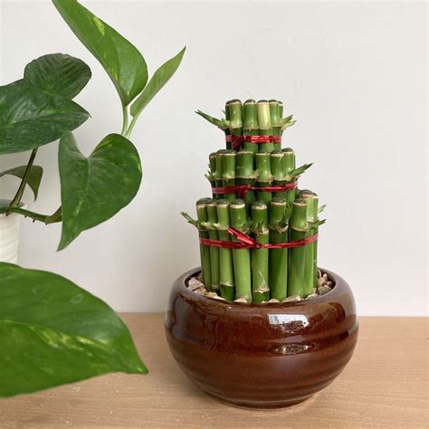 Lucky Bamboo: Tanaman Pembawa Keberuntungan di Rumah