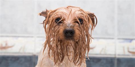 Kunci Cachorro Peludo Molhado: Apaixonados pelo Mundo Animales