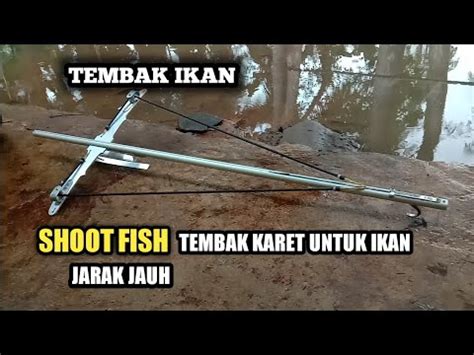 Ketapel Ikan: Berbagai Jenis dan Harganya